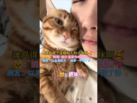 誰受得了這樣粘人的貓咪啊🥰 🐱：媽咪~我好喜歡你啊💖 網友：以為是蚊子🦟結果…手段了得👍🏻 #cat #cute #funny #shorts #funnyshorts thumbnail