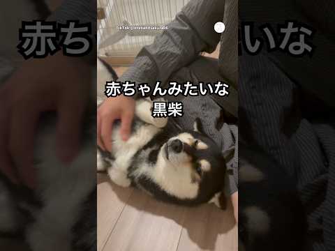 赤ちゃんみたいな柴犬、飼い主の帰宅に大喜び　　#柴犬　#黒柴　#犬　#かわいい　#犬のいる暮らし thumbnail