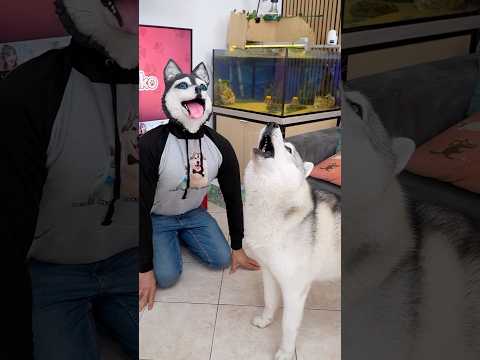 POV: Come reagisce il mio HUSKY alla mia MASCHERA da HUSKY! 🫣🐺😂 #comedy #dog #cane #dogchallenge thumbnail
