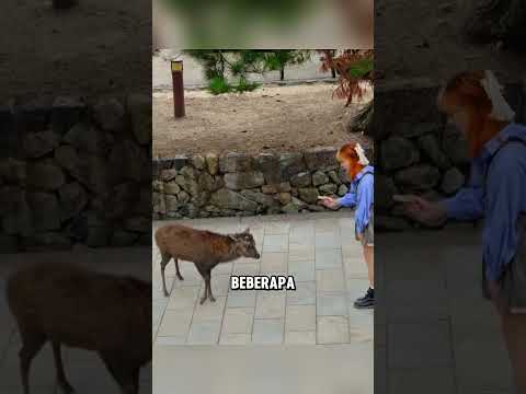 Rusa ini bersikap sopan saat meminta makanan ❤️ thumbnail