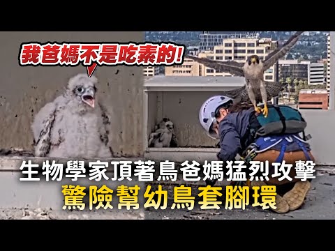 生物學家頂著鳥爸媽猛烈攻擊　驚險幫幼鳥套腳環 thumbnail