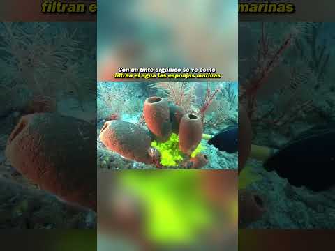 ¿sabias que hacían esto las esponjas marinas? thumbnail