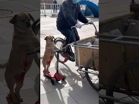 He looks proud on his little scooter😂🙈 thumbnail