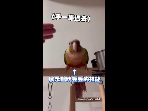 【像磁鐵一樣】媽媽手一靠過去...鸚鵡秒貼貼超級可愛♥ #Shorts thumbnail