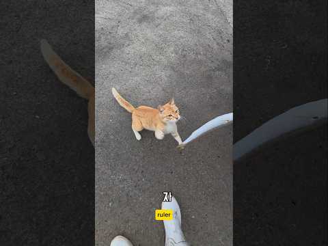 배가 일찍온게 자주 찾아오네 이놈 #남해 #길고양이 #펀치 #고양이 #생선회 #멸치 thumbnail