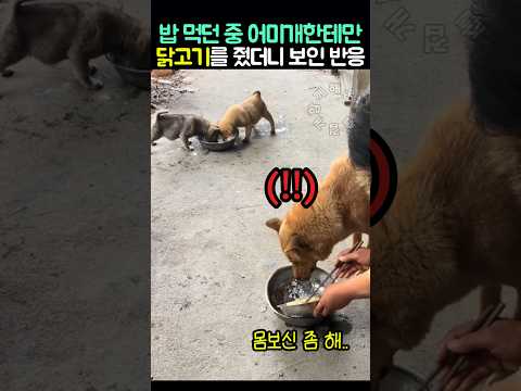 밥 먹던 중 어미개한테만 닭고기를 줬더니 보인 반응 thumbnail