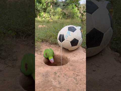 Unique Parrot Trap Using Ball and Hole #shorts thumbnail