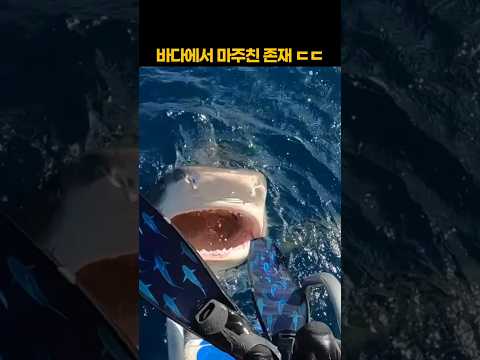 바다에서 마주친 존재 ㄷㄷ thumbnail