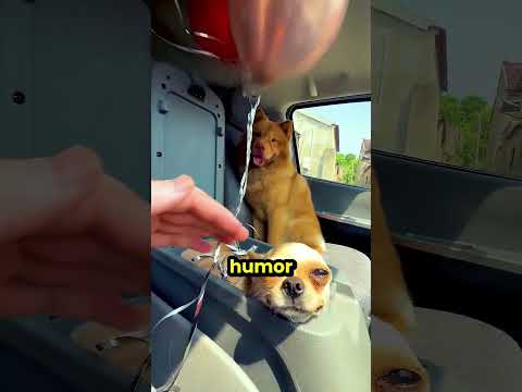 Ten piesek był ignorowany ale... thumbnail