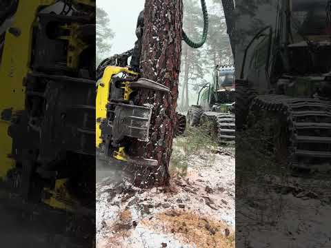 The Roar of Steel: Harvester 1270G vs Giant Pine #forest #harvester #johndeere #logging #lumberjack thumbnail