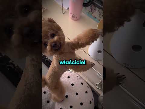 Ten piesek musiał się zemścić na bracie! 😮 thumbnail