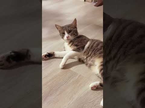 هل قطوس تحاول تتكلم؟🐱 #mrkingo #قطوس thumbnail