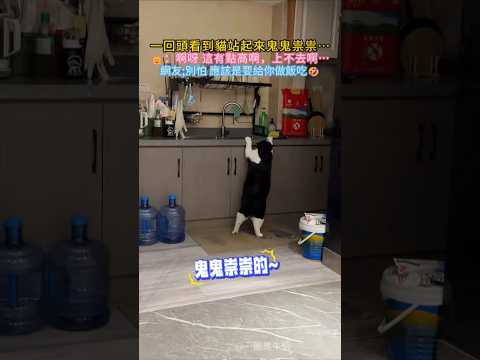 貓咪站起來鬼鬼祟祟想幹嘛❓ 🐱：啊呀！這兒有點高 我跳不動啊😳 網友：別害怕 牠應該是要給你做飯呢🥰 #cat #cute #funny #funnyshorts #shorts thumbnail