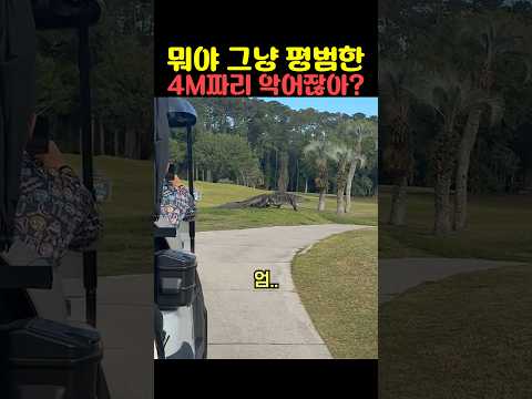 뭐야 그냥 평범한 4M짜리 악어잖아? thumbnail