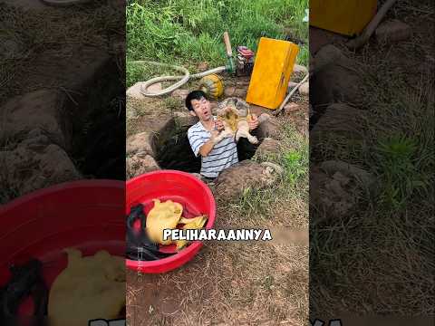 Kura-Kura Peliharaannya Mati… Ternyata Ini Pelakunya! ?#shorts thumbnail
