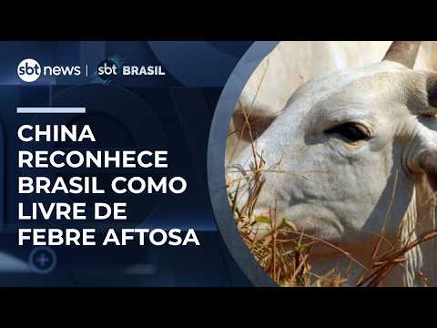 China reconhece Brasil como livre de febre aftosa sem vacinação após 2 décadas | #SBTBrasil thumbnail