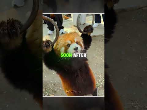 This Red Panda Thought He Was Him ?? #shorts thumbnail