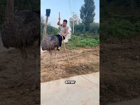 Este Chico Intentó Subir A Un Avestruz #shortvideo thumbnail