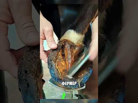 Почему послушный конь ВНЕЗАПНО СОШЕЛ С УМА?😳🔥🤔 thumbnail