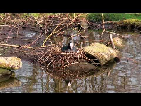 Coot on its nest thumbnail