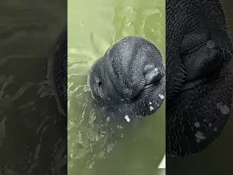 Chỉ cần nước ngọt sẽ khiến heo biển vui vẻ thumbnail