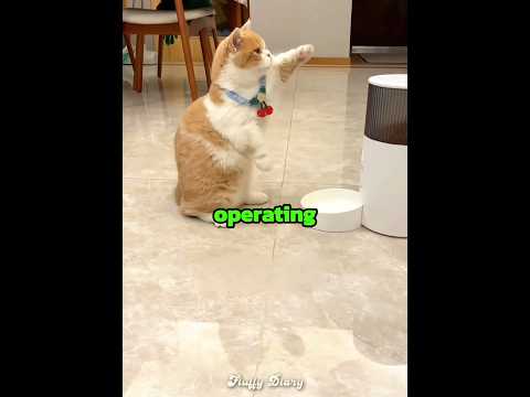 This cat finally got his treats ??? thumbnail