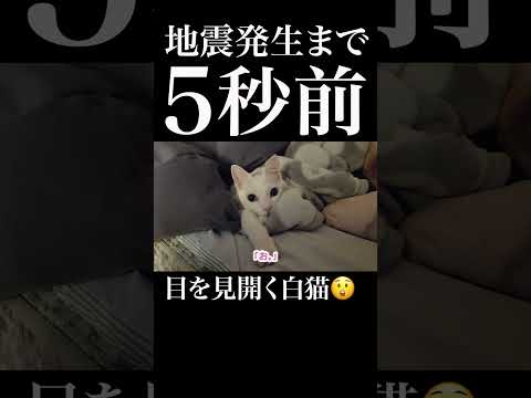 地震発生5秒前、異変に気づき目を見開く愛猫?　 #保護猫 #猫 #猫のいる暮らし thumbnail
