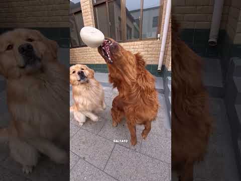 The dogs finally catch him thumbnail
