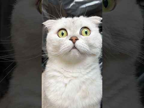 When Sonya gets jealous… #cat #cats thumbnail