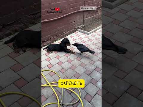 Ворон Подкармливает Пса 🤗 thumbnail
