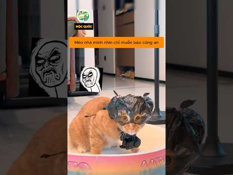 Thú cưng nhà tớ hình như bị lỗi rồi hay sao í #shorts thumbnail