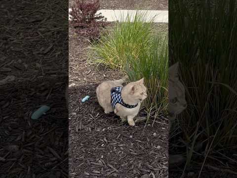 Milo’s my plus one #cats #catsofyoutube #funnycats thumbnail