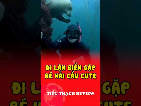 Đi lặn biển gặp bé hải cẩu cute #shorts thumbnail