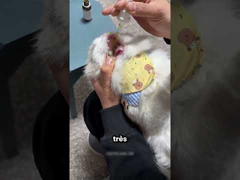 Ce chaton ne veut pas prendre son médicament 💊😂 thumbnail