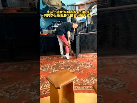 🇨🇳 主人出差将狗寄养，狗狗误以为被弃死死抱腿 🇬🇧 Dog Mistakes Boarding for Abandonment, Clutching Owner's Leg Tightly thumbnail