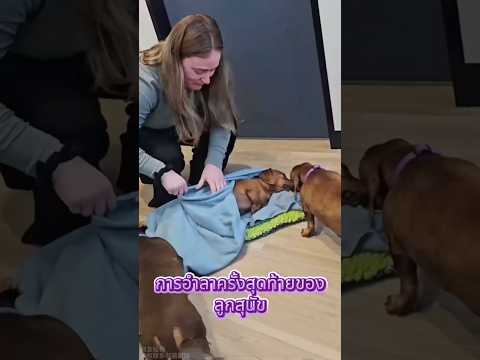 The puppy's final goodbye. thumbnail