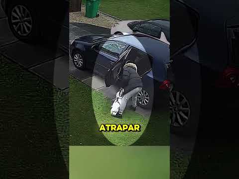 El truco psicológico definitivo para convencer a tu perro thumbnail