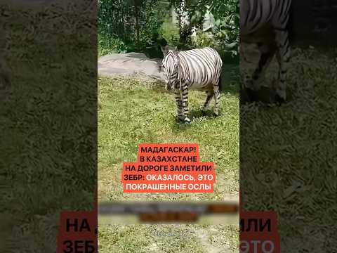 Это нормально?! В Казахстане на дороге заметили зебр: оказалось, это покрашенные ослы thumbnail