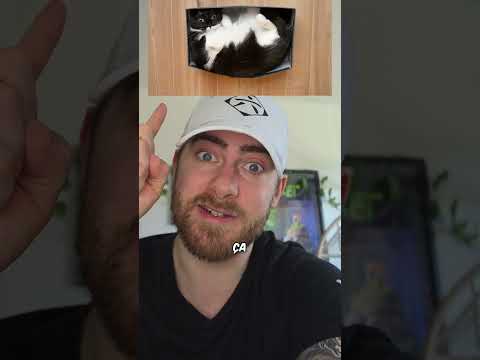 Pourquoi ton CHAT dort comme ÇA ? #shorts thumbnail