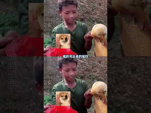 小孩哥：口碑全在眼睛上！ #万万没想到 #离谱 #搞笑 thumbnail