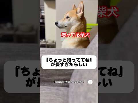 怒ってる柴犬‼️目も合わせてくれません　　　#柴犬　#犬　#かわいい犬 #犬のいる暮らし #面白い thumbnail