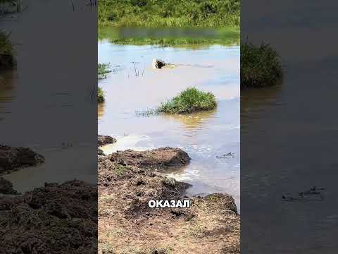 Стая приматов ОДОЛЕЛА речного монстра 😱🌊🐊 thumbnail