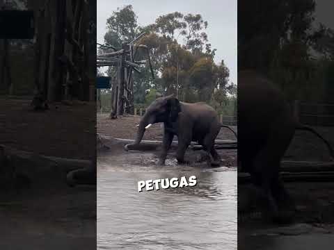Gajah Ini Hanya Ingin Teman🥺💔#shorts thumbnail