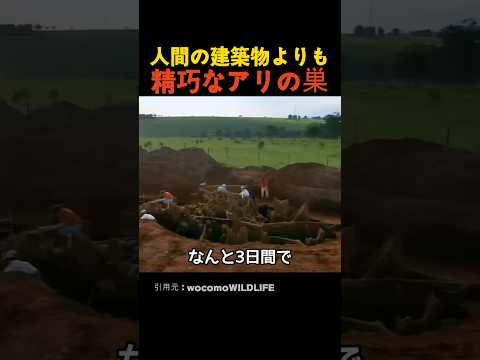 人間の建築物よりも精巧なアリの巣 thumbnail