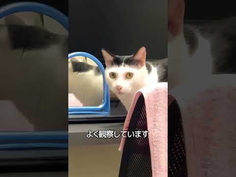 猫が感じる飼い主の変化 thumbnail