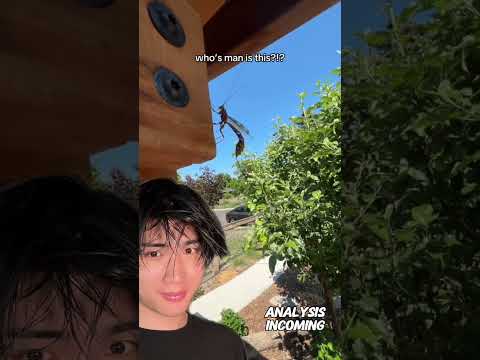 Wasp identification thumbnail