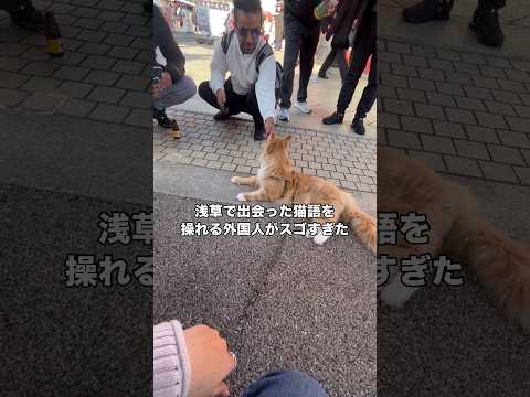 猫語を話せると話しかけてきた外国人の彼とメインクーンを喋らせた結果 #メインクーン #散歩猫 #浅草 #shorts thumbnail