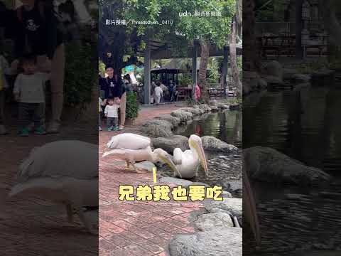 【好吃一直吃】農場鵜鶘無情吃同事 一口吞魚吃相超豪邁｜鵜鶘｜魚｜農場｜吃到飽 thumbnail