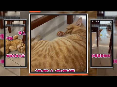 橘貓半夜狂叫奴才道德勸說　牠裝可愛糊弄還落跑XD thumbnail