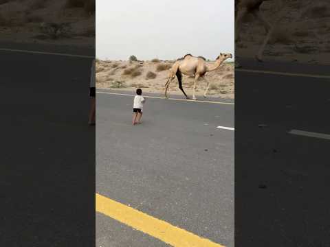 حمودي طرد جمل جمل ???? #shorts thumbnail